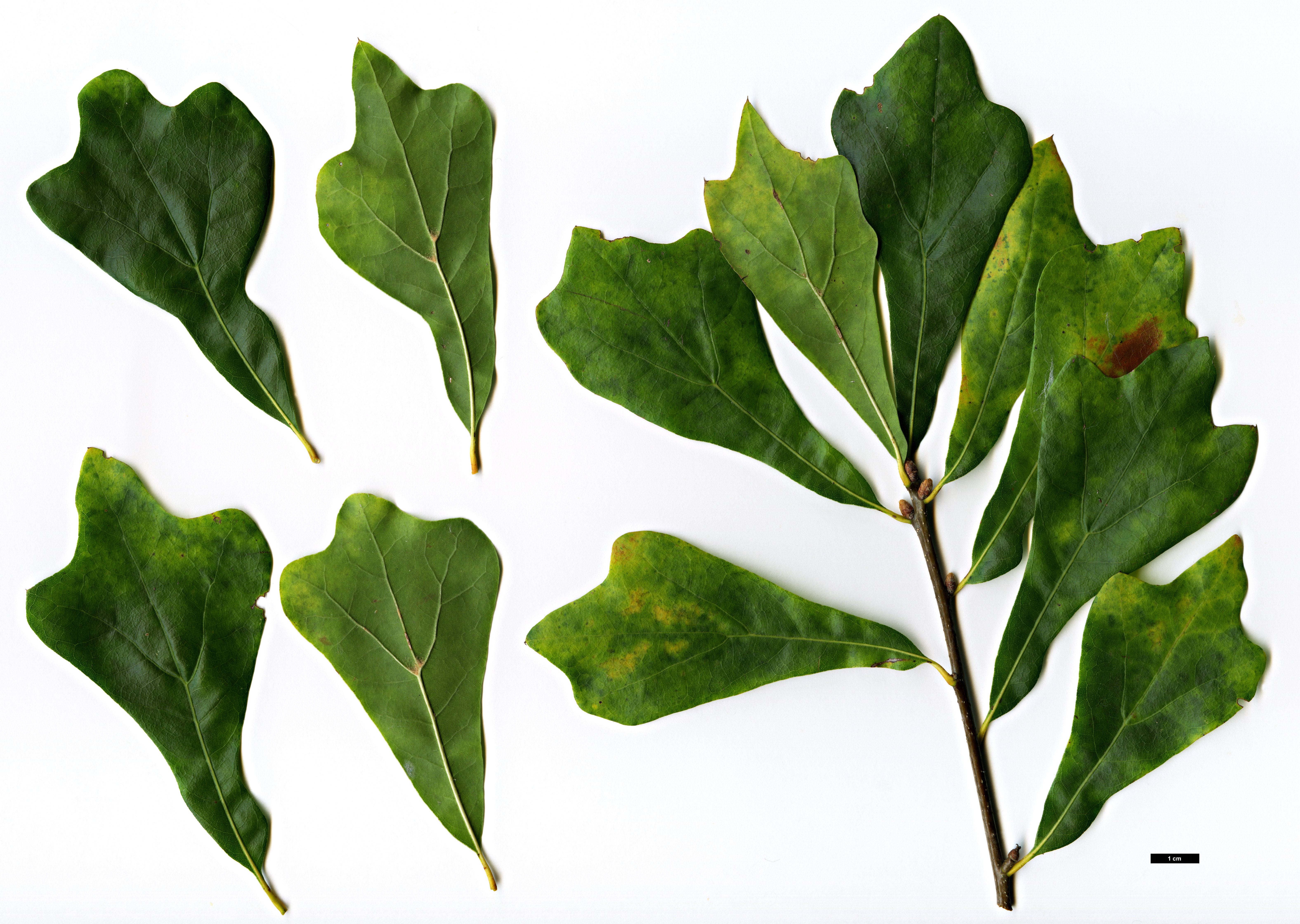 High resolution image: Family: Fagaceae - Genus: Quercus - Taxon: nigra 
